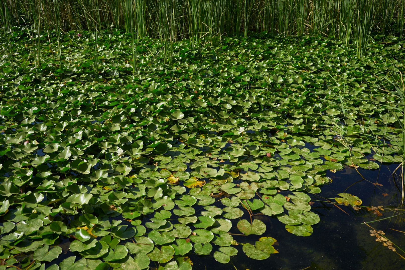 Water lilies on a lake